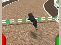 Crazy Real Dog Race